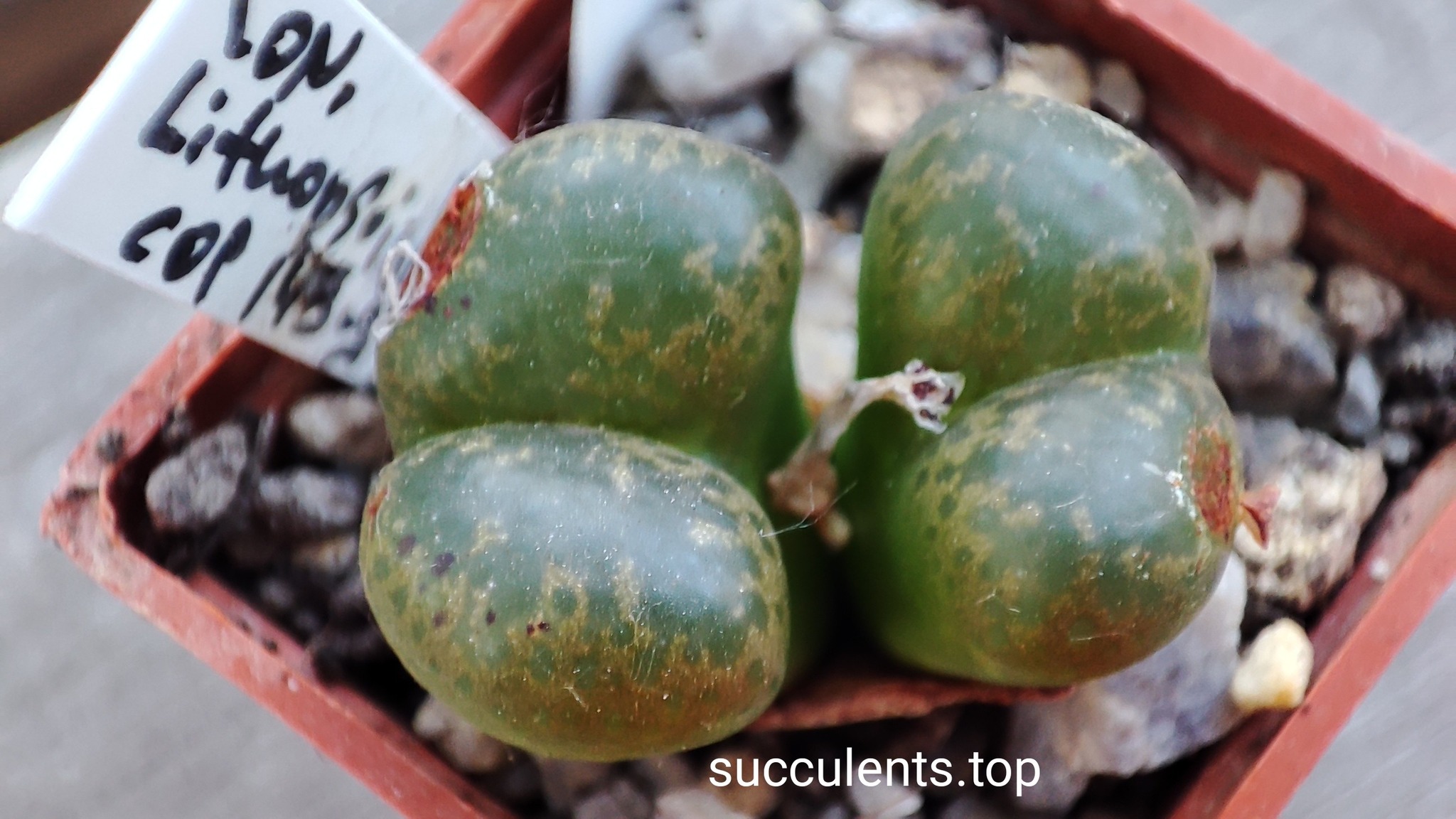 conophytum lithopsoides COP145-3