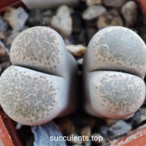lithops terricolor