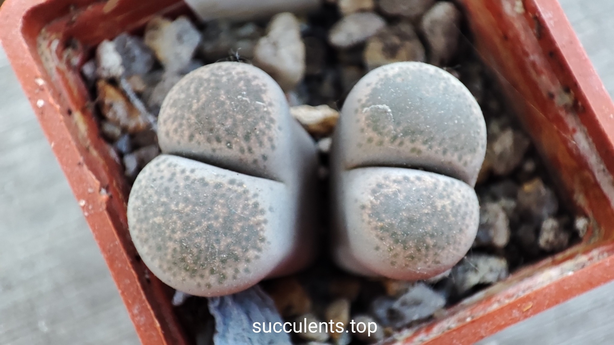 lithops terricolor