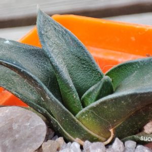 haworthia cv hayashi