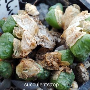 conophytum obcordellum Rolfii