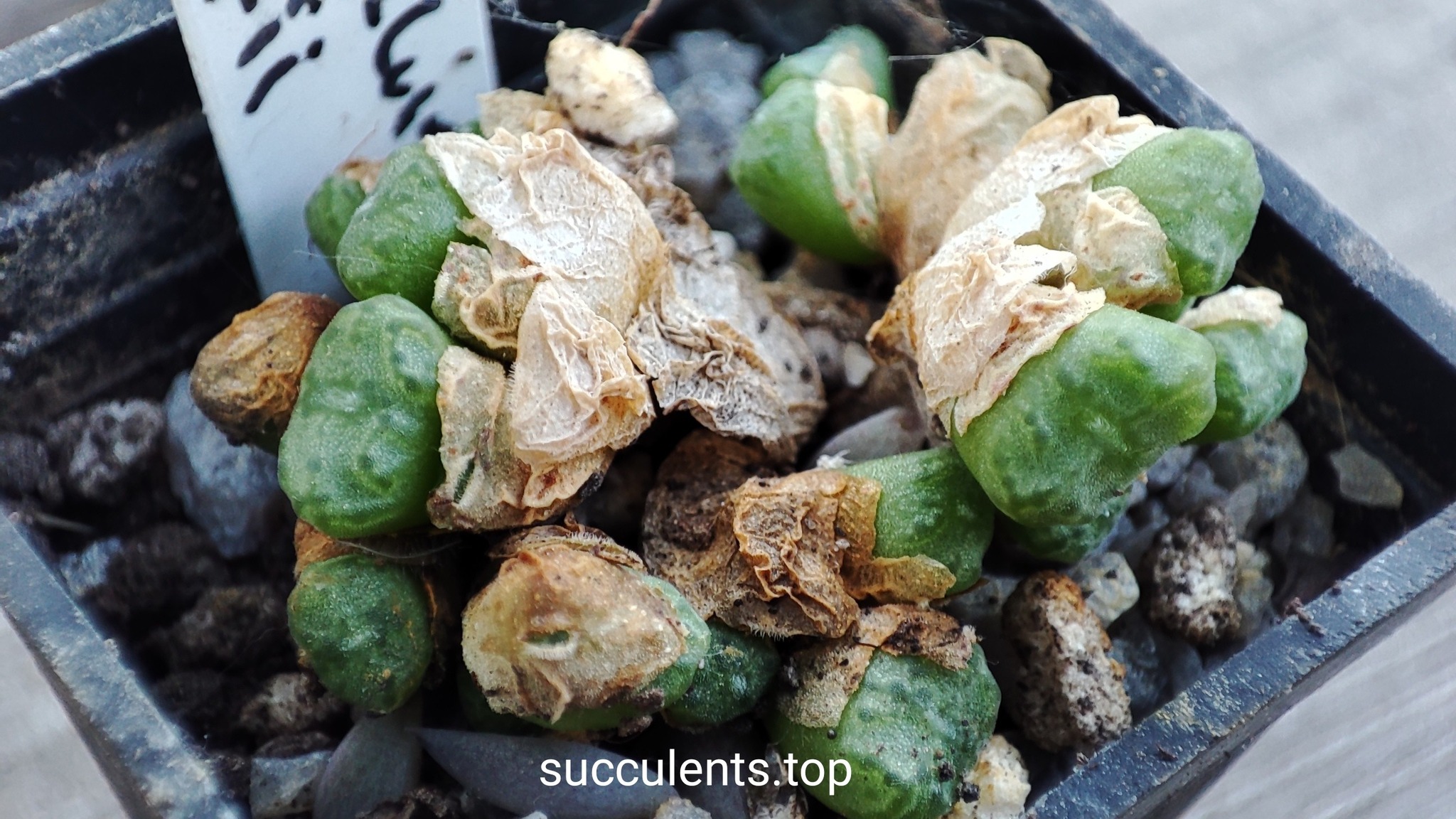 conophytum obcordellum Rolfii