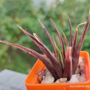 haworthia longiana