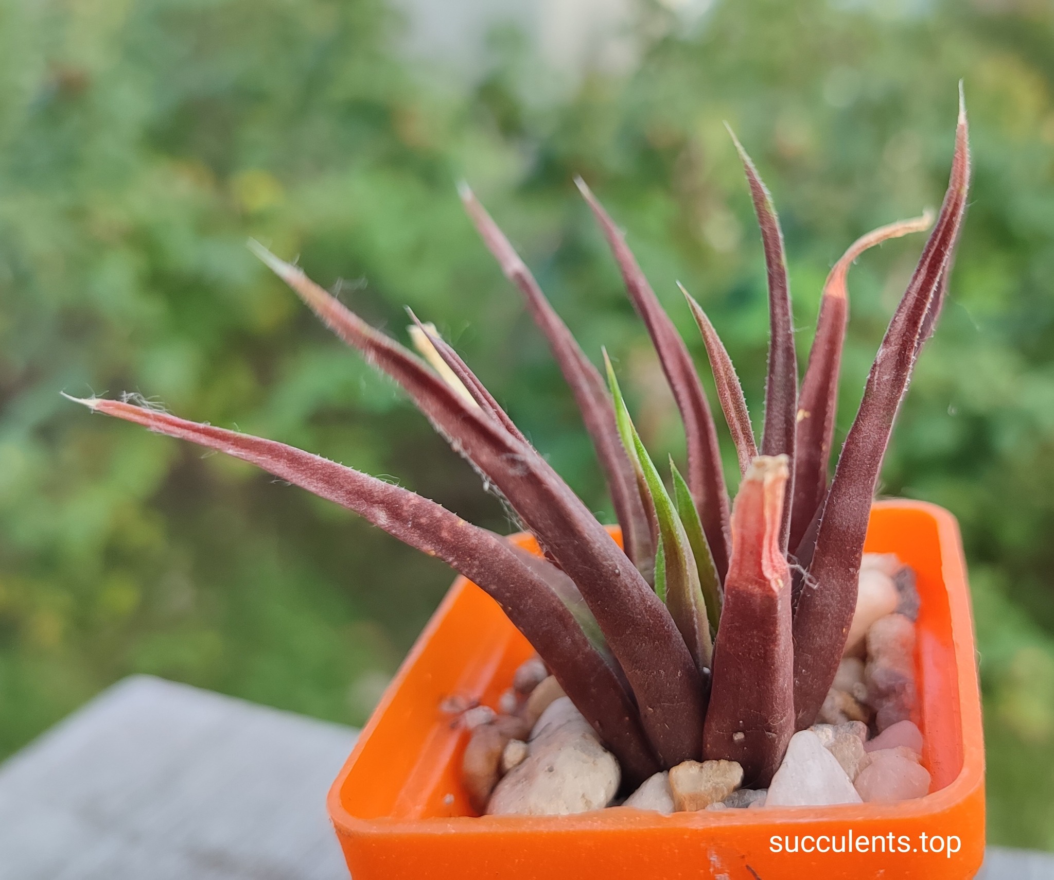 haworthia longiana