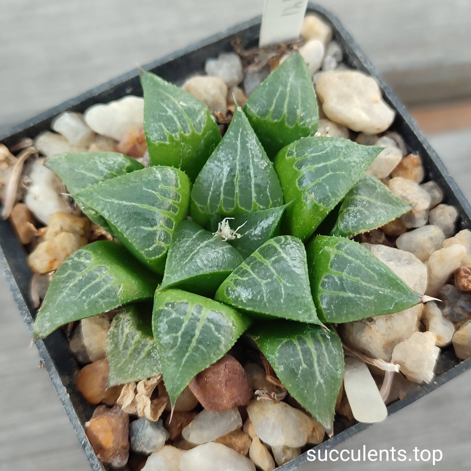 haworthia bayeri hybrid