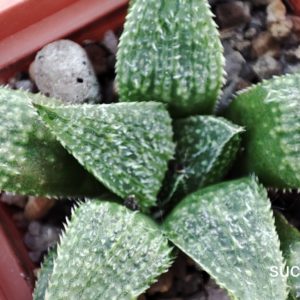 haworthia selection white type