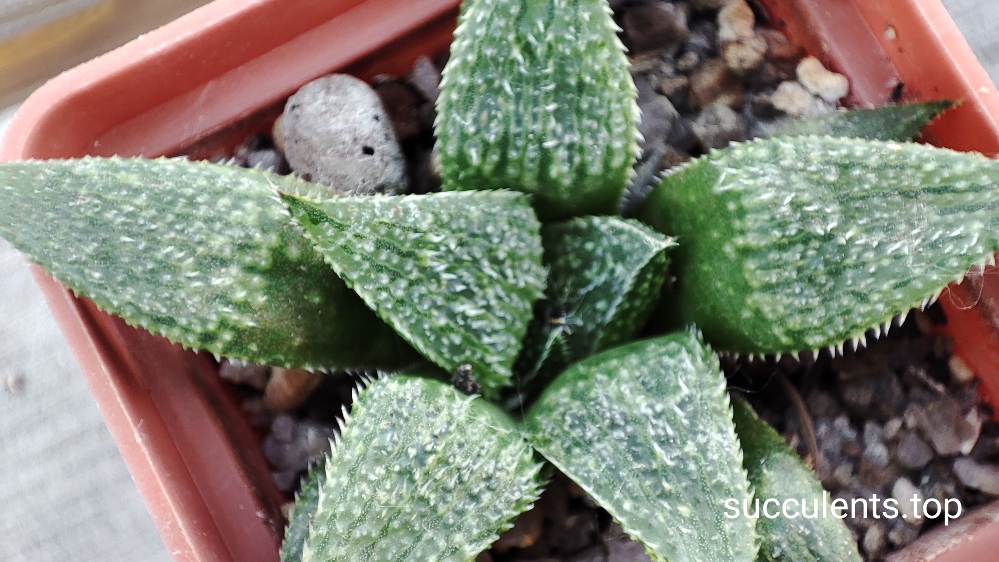 haworthia selection white type