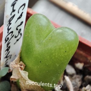 conophytum maughanii CP297