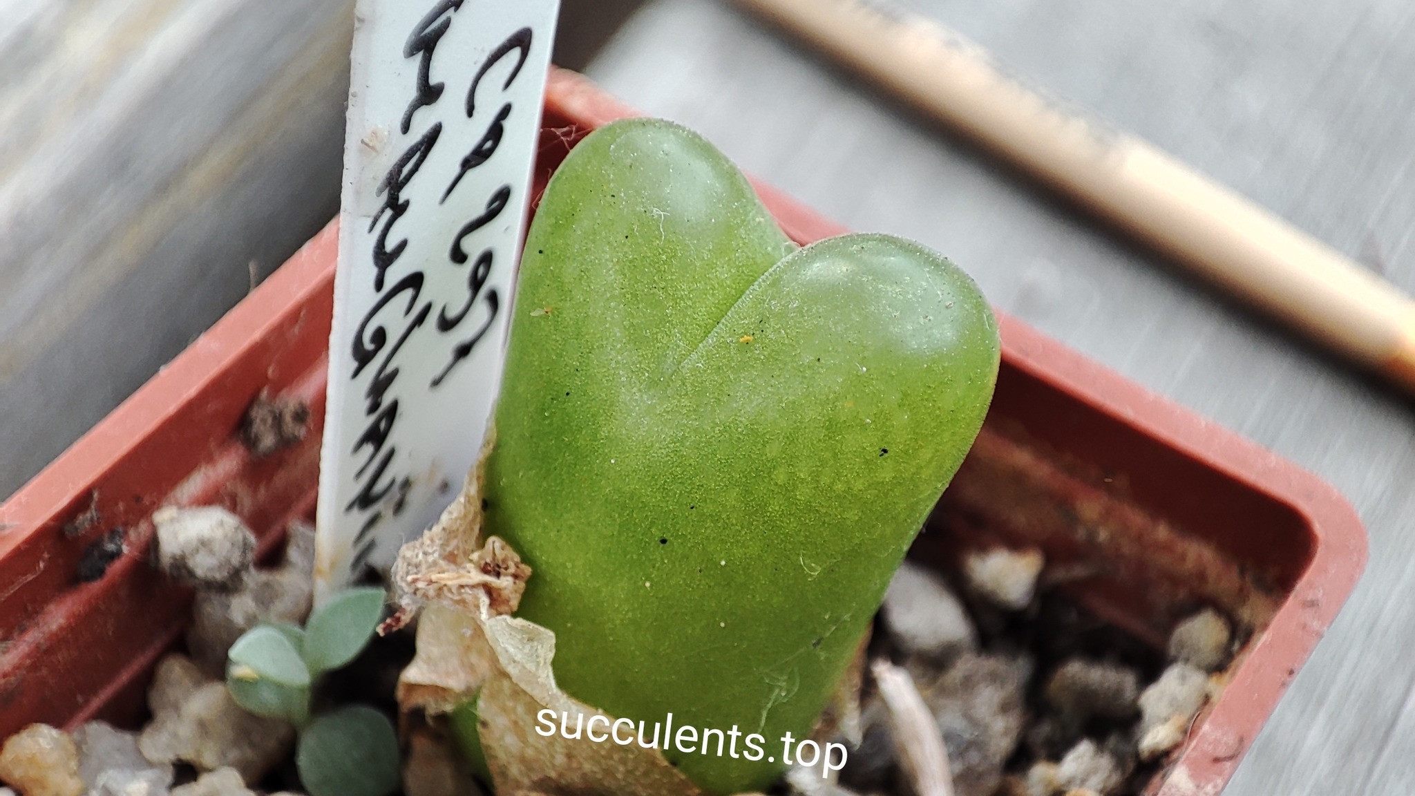 conophytum maughanii CP297