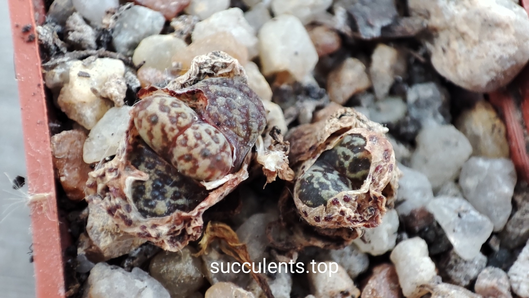 conophytum pellucidum neochalii
