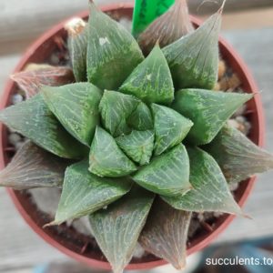 haworthia chocolate hybrid