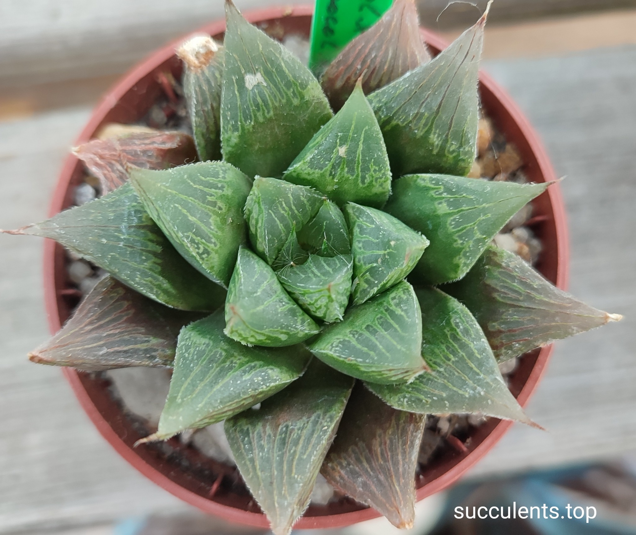 haworthia chocolate hybrid
