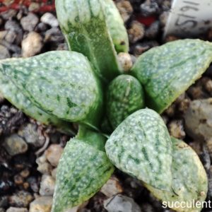 haworthia picta GM259