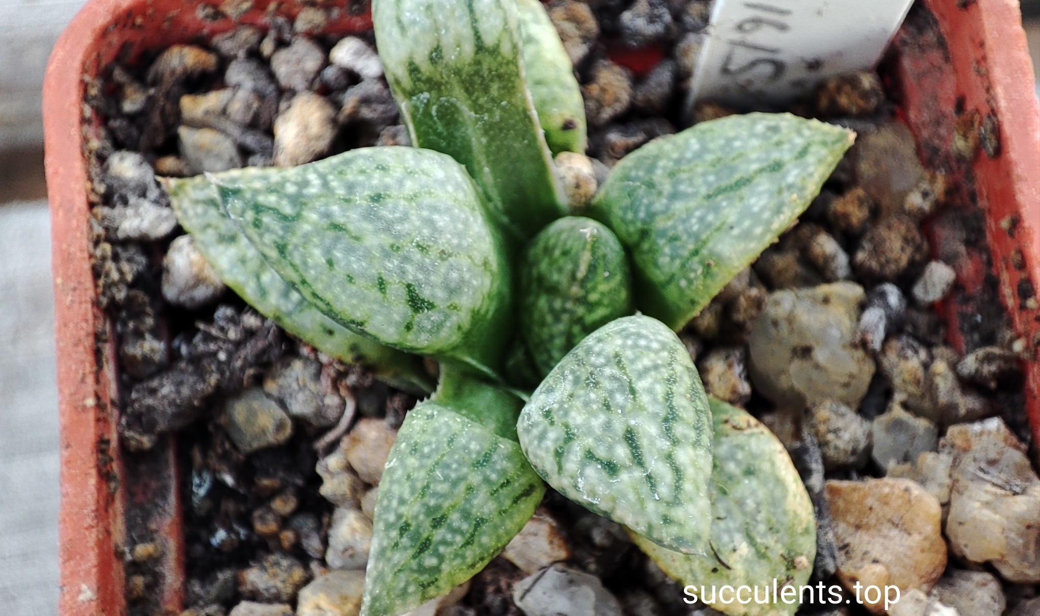 haworthia picta GM259