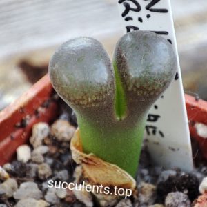 conophytum friedrichiae MG1795