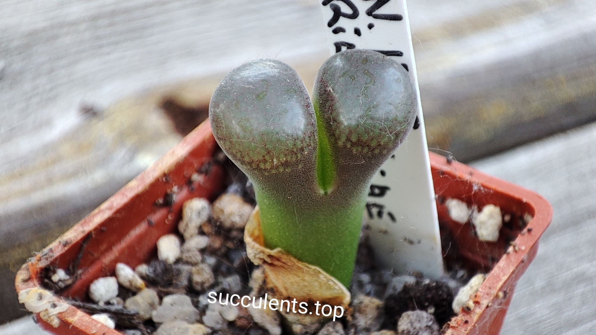 conophytum friedrichiae MG1795