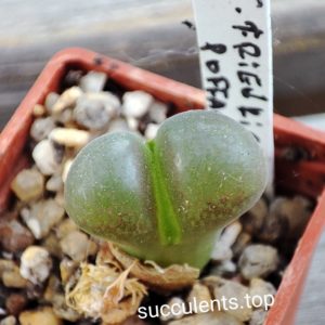 conophytum friedrichiae Poffader