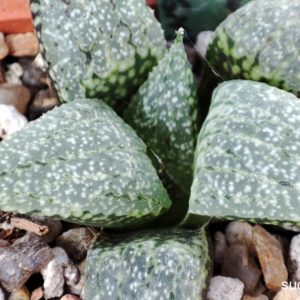 haworthia picta GM267