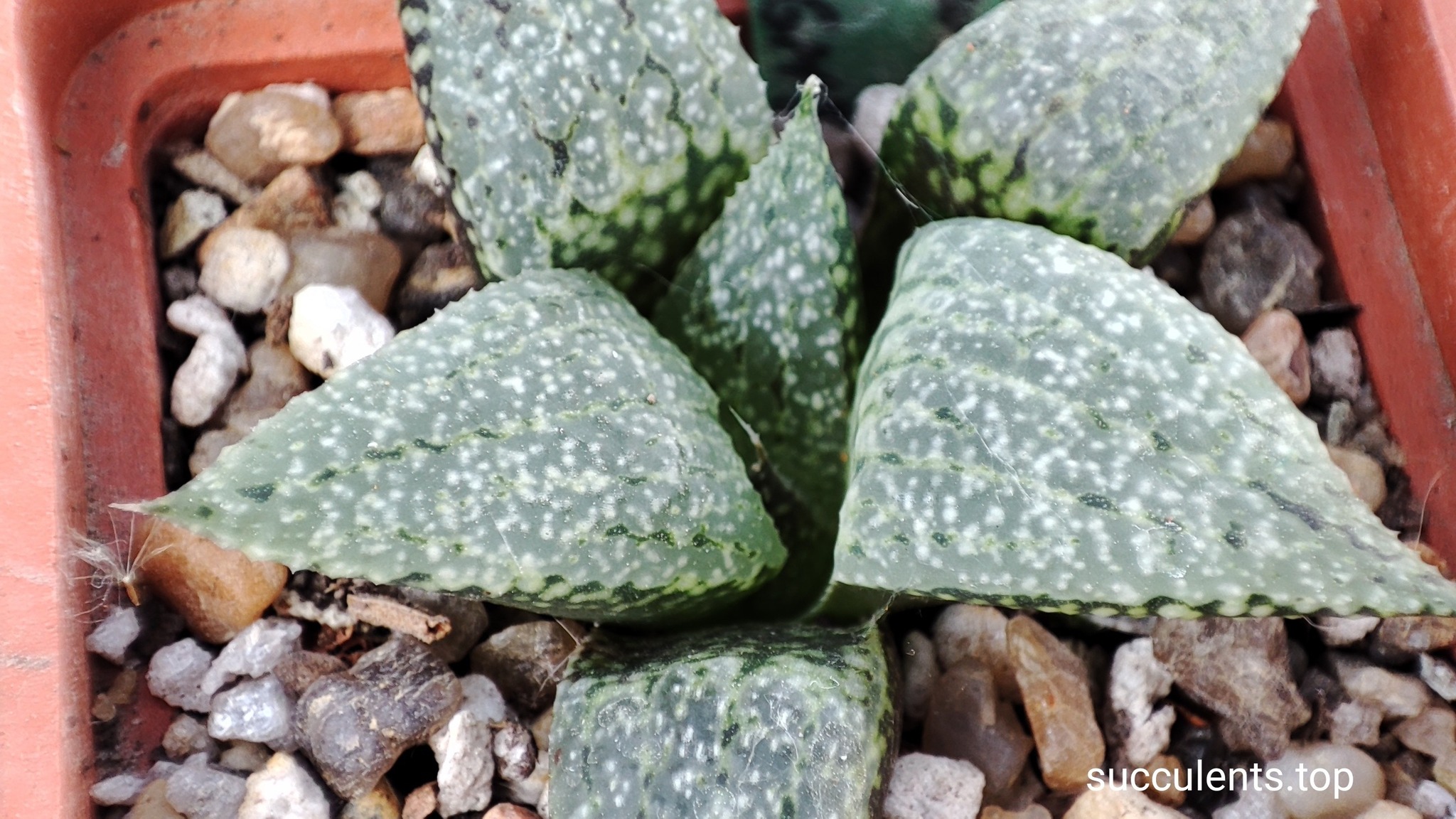 haworthia picta GM267