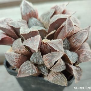 haworthia pygmaea hybrid ціна за пагін з цієї рослини