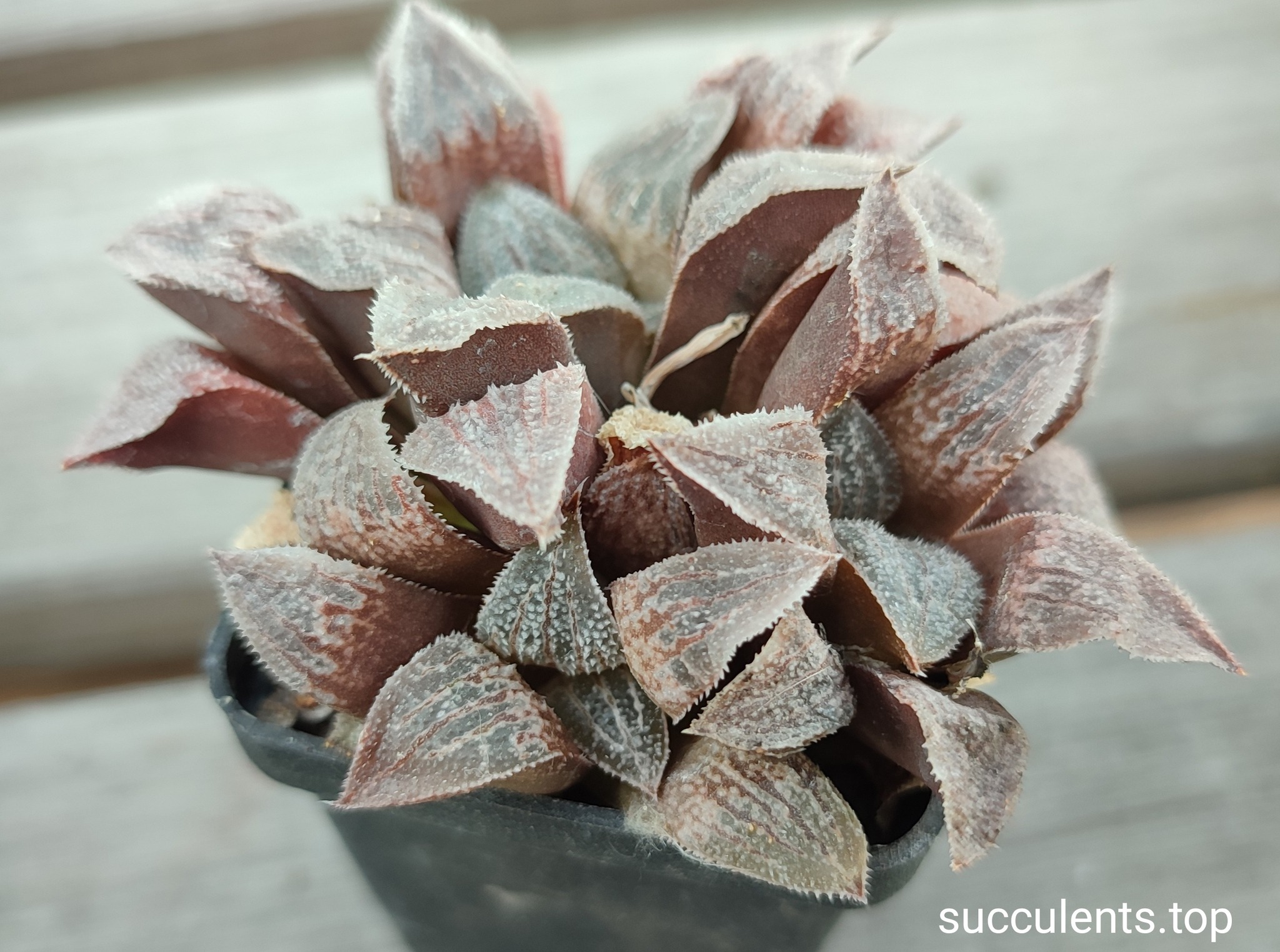 haworthia pygmaea hybrid ціна за пагін з цієї рослини