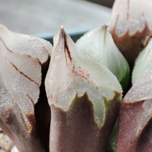 haworthia cv Ice City