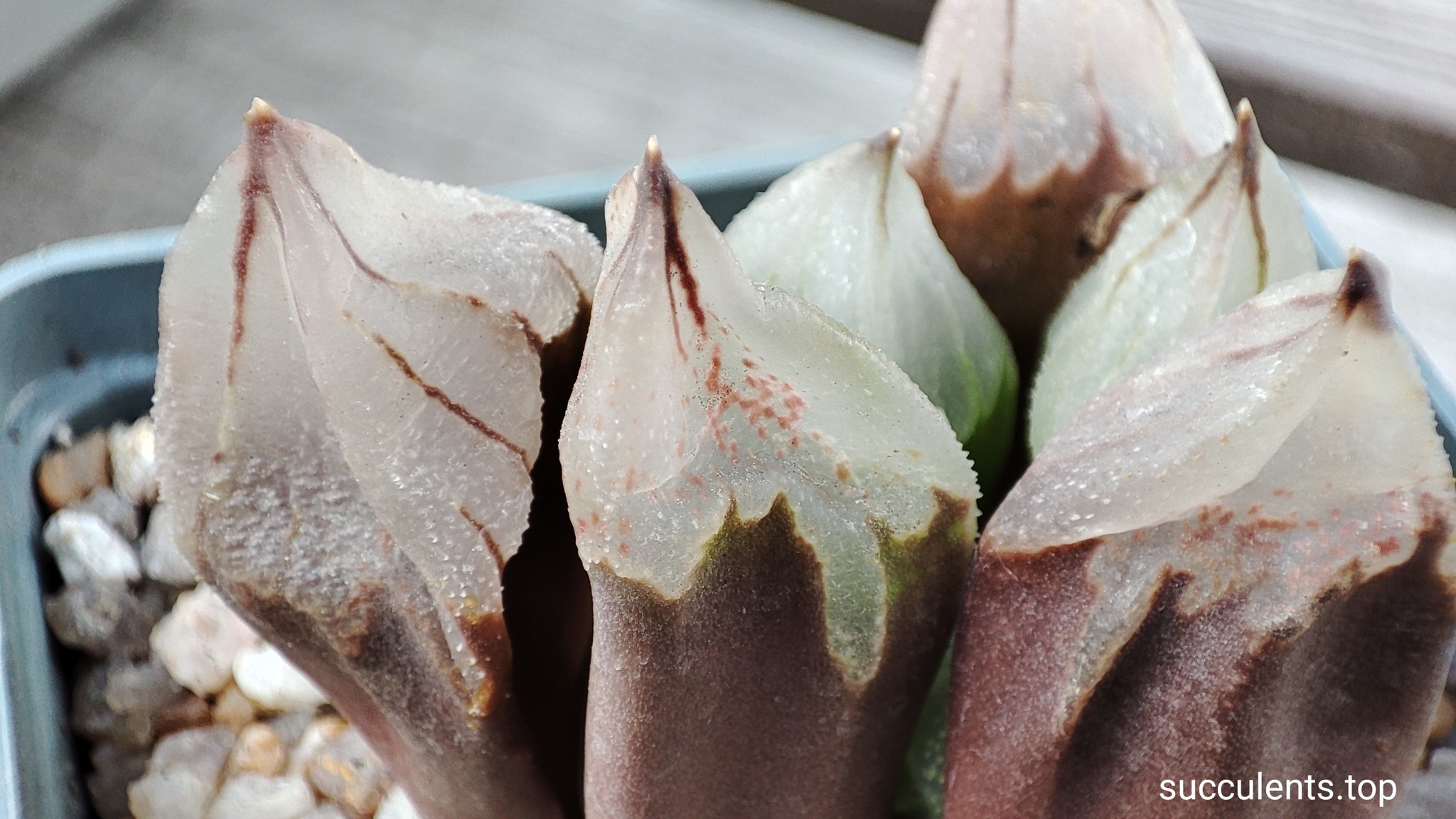 haworthia cv Ice City