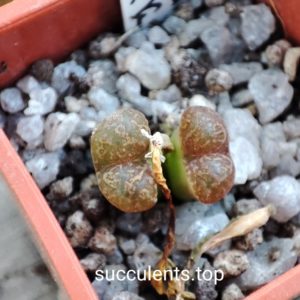 conophytum pellucidum TK