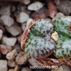 conophytum obcordellum pavellorum