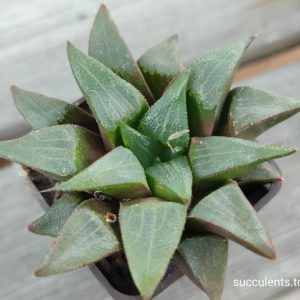 haworthia bayeri hybrid