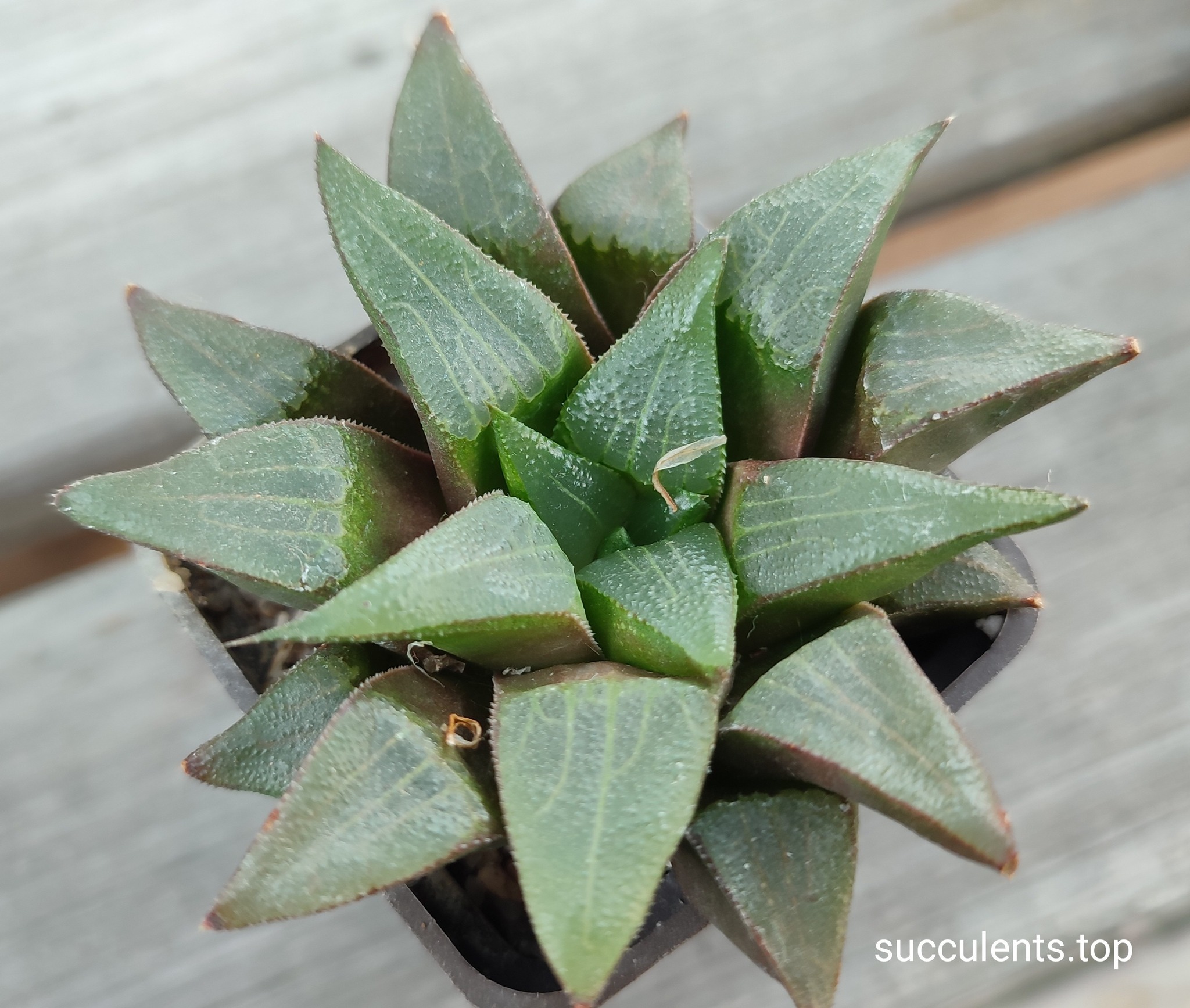 haworthia bayeri hybrid