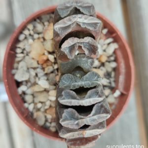 haworthia truncata Gyoku-ichi x truncata Japan