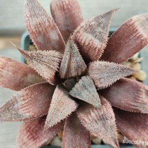 haworthia selection white type