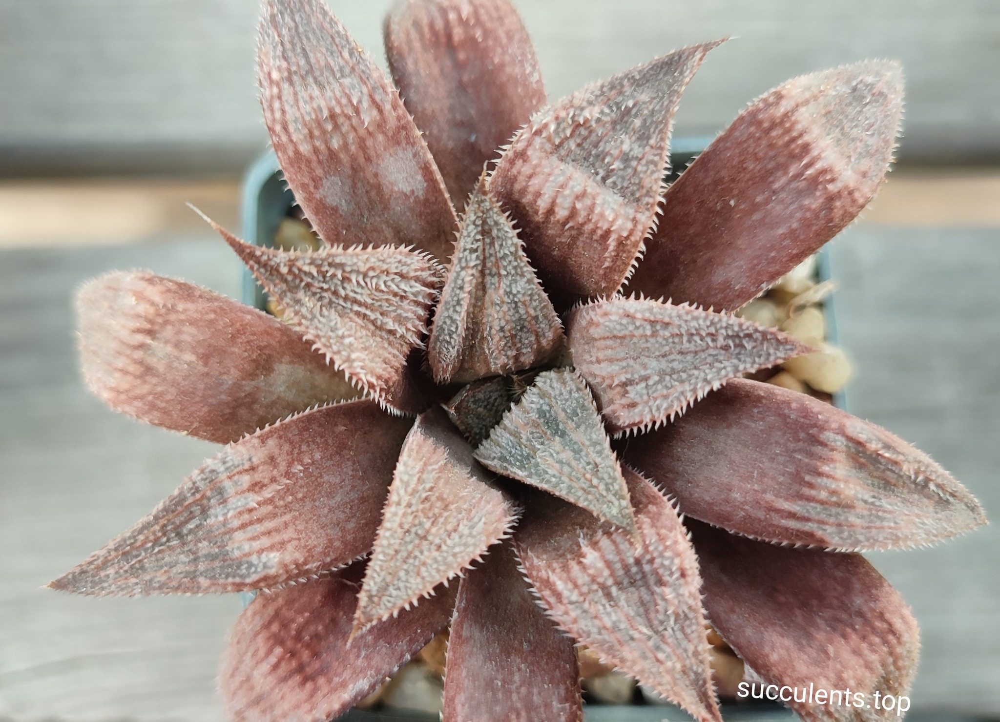 haworthia selection white type