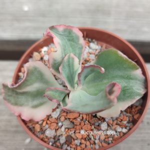 crassula curly green variegata Korea