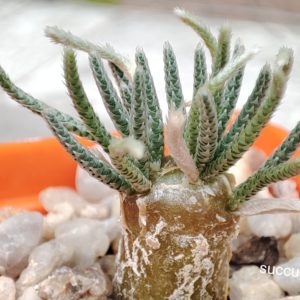 avonia alstonii