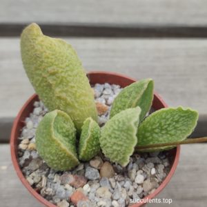 adromischus limax arion