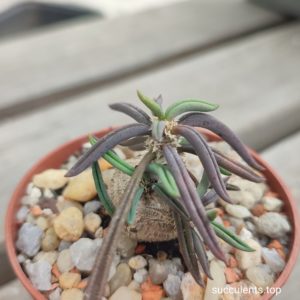 Euphorbia cylindrifolia tuberifera