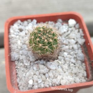 523.7 Lobivia arachnocanta