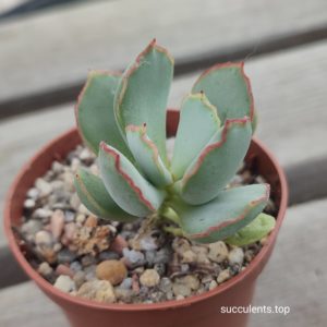 Cotyledon chocoline