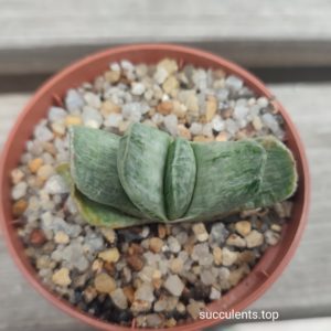 gasteria gracilis variegata