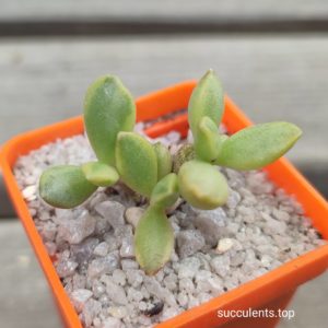 adromischus variegata