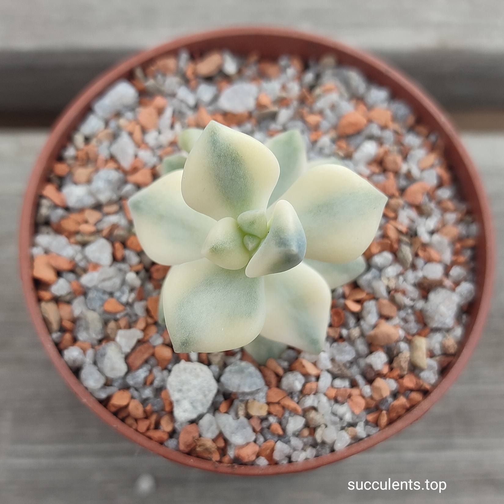 Graptoveria titubans variegata