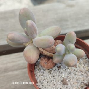 pachyphytum momobijin