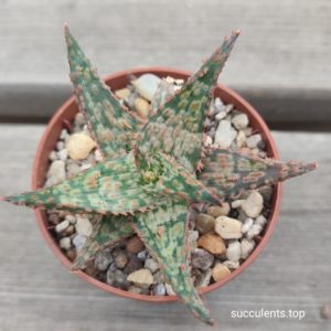 Aloe A311