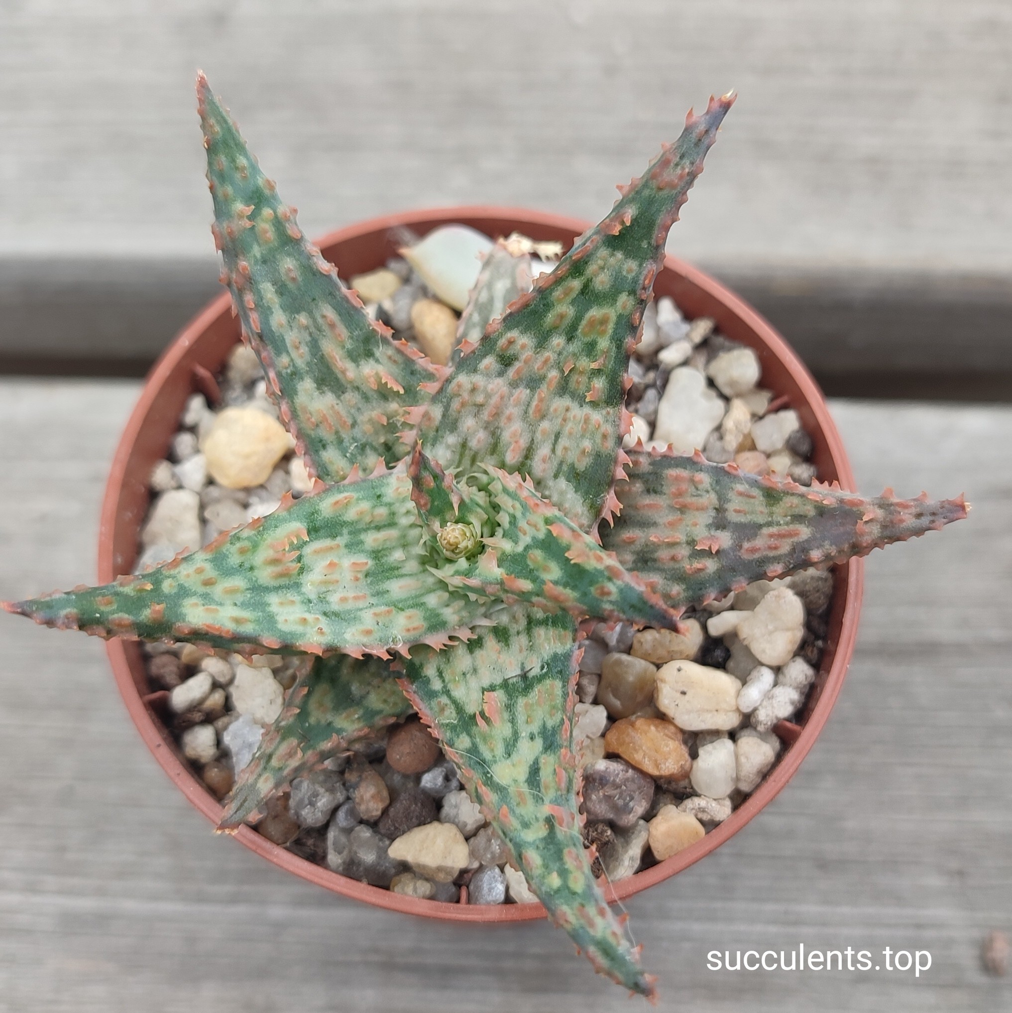 Aloe A311