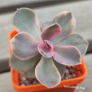 echeveria rainbow
