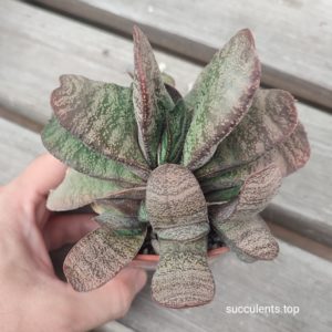 gasteria batesiana ціна за пагін