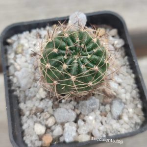 523.73 lobivia arachnocanta v. densiseta R186