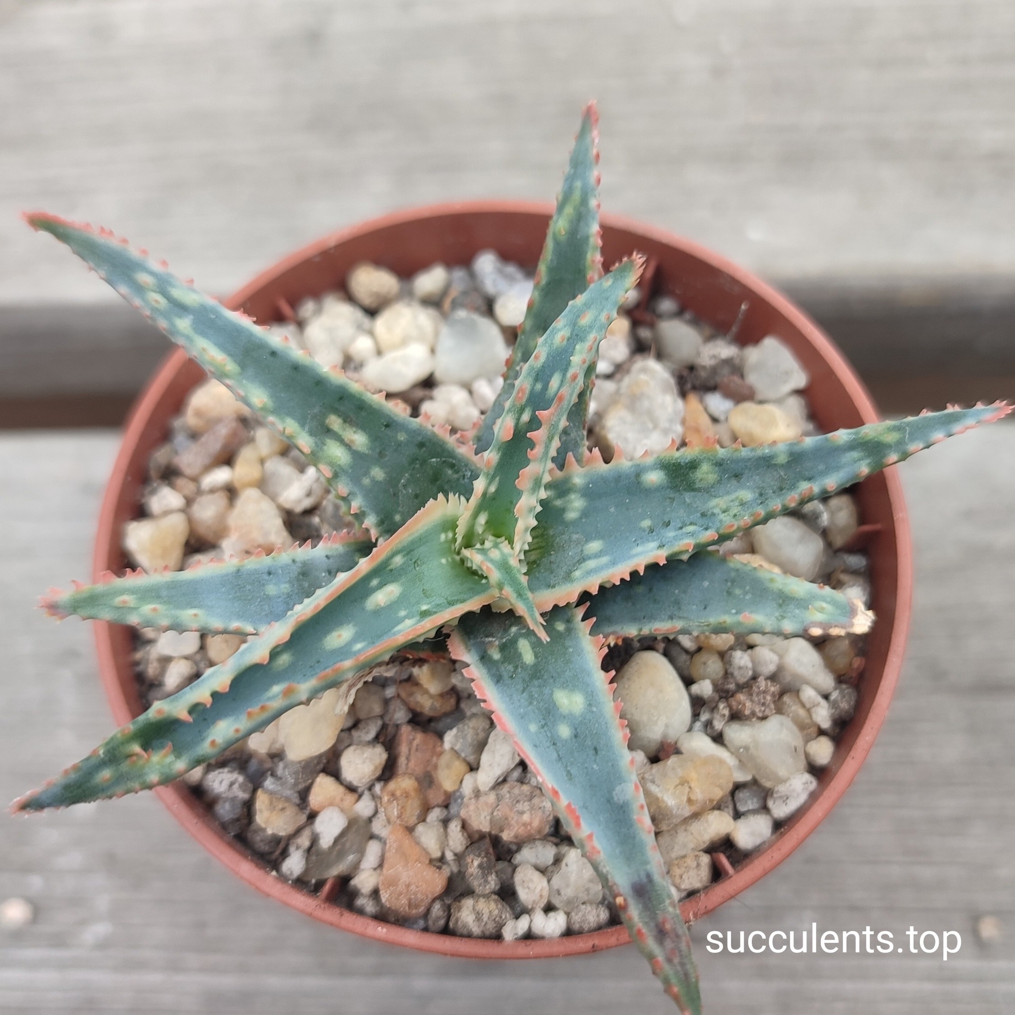 aloe cv christmas carol
